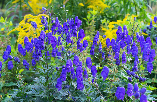 Aconite flower or wolf root is a poisonous plant. Violet flowers.