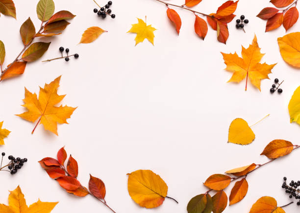 Autumn background with round frame with white blank space Autumn background with round frame with white blank space on white flat lay stock pictures, royalty-free photos & images