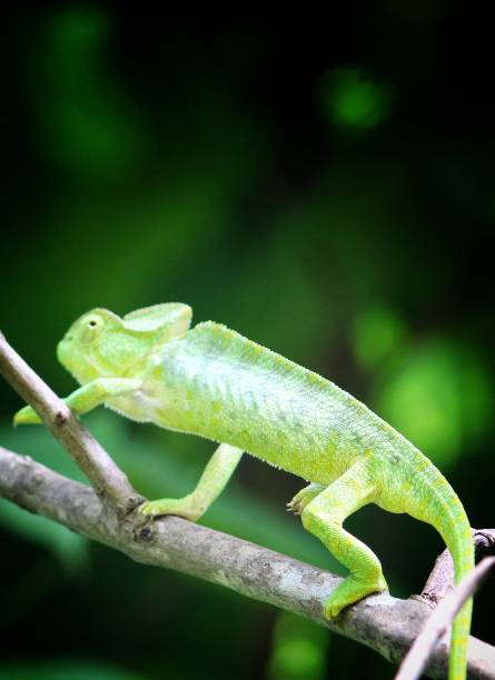 istock Beautiful chameleons on tree branch in jungle wildlife 1169954925