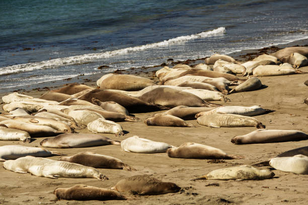 istock fur seal on the ocean 1169954954