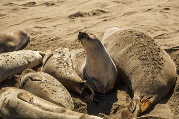 istock fur seal on the ocean 1169955499