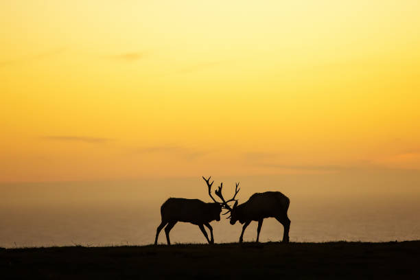 istock silhouette of deer on beautiful sky background 1169956091