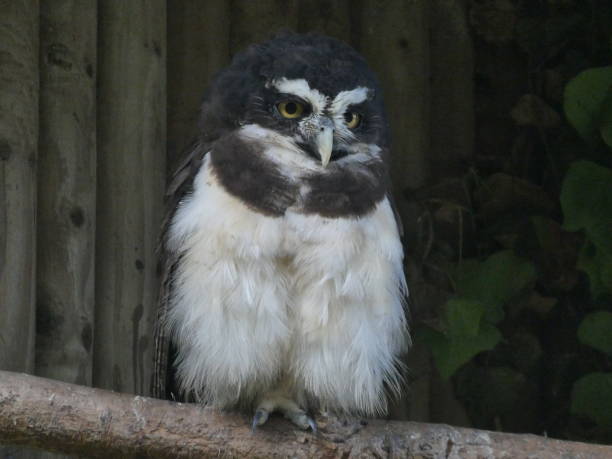 spectacled owl spectacled owl spectacled owls (pulsatrix perspicillata) stock pictures, royalty-free photos & images