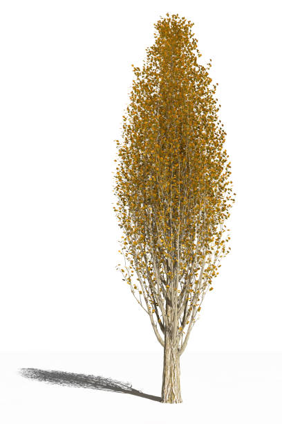 Populus nigra tree with yellow leaves in the autumn. Isolated. 3D Illustration