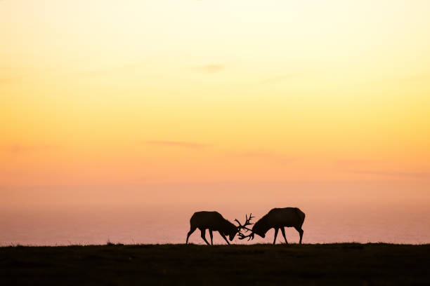 istock silhouette of deer on beautiful sky background 1169956472