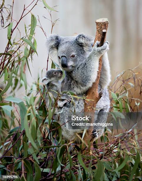 Photo libre de droit de Koala Maman Et Bébé Kangourou banque d'images et plus d'images libres de droit de Embrasser - Embrasser, Faune, Affectueux
