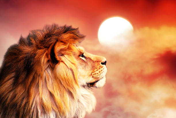 lion africain et coucher du soleil en afrique. concept africain de paysage de savane, roi des animaux. lumière chaude spectaculaire et ciel nuageux rouge dramatique. fier lion de rêve dans la savane regardant vers l'avant. - lion mane strength male animal photos et images de collection