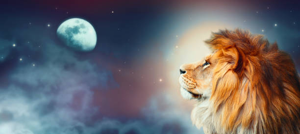 nuit africaine de lion et de lune en afrique. paysage africain de clair de lune, roi des animaux. fier rêve de rêve lion fantastique dans la savane regardant vers l'avant sur les étoiles. - lion mane strength male animal photos et images de collection