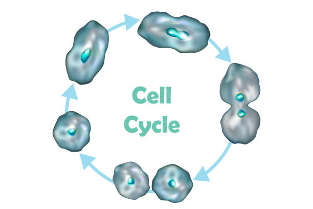 cykl komórkowy (podział komórek) - interphase stock illustrations