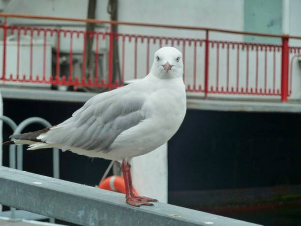 istock a seagull is looking to the camera 1169962723
