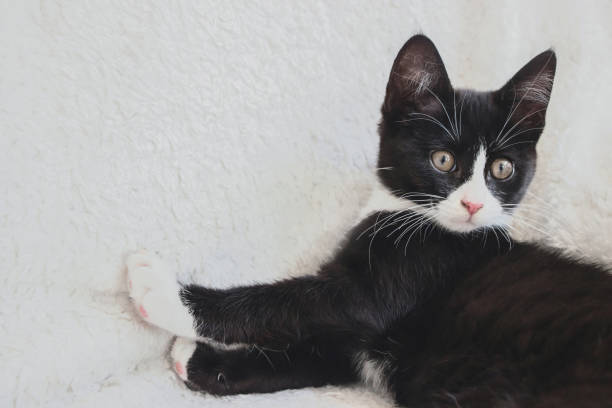 istock close up of white face black kitten cat on white blanket 1169962736