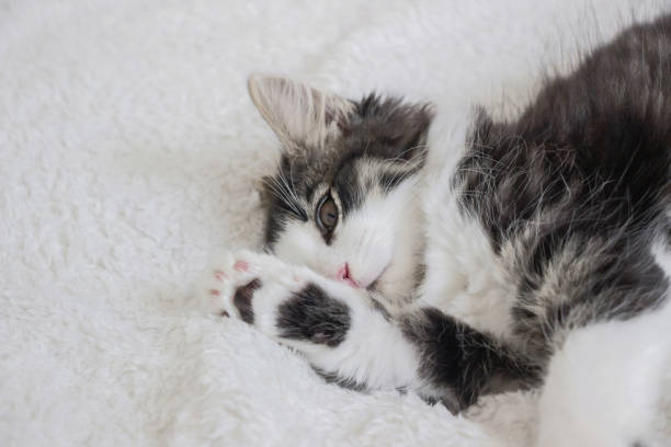 istock close up of norwegian forest kitten sleeping on white blanket 1169962804