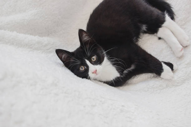 istock close up of white face black kitten cat on white blanket 1169962907