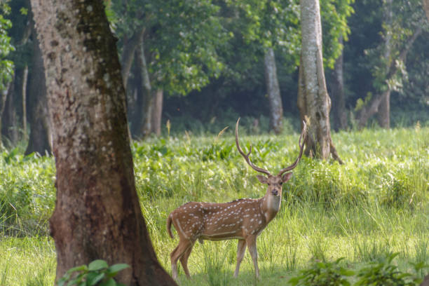 istock A spotted deer of Chitwan National Park, Nepal 1169963268