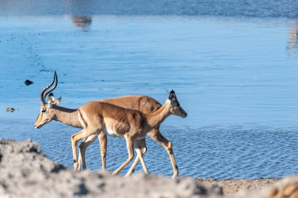 istock Impalas near a waterhole 1169963493