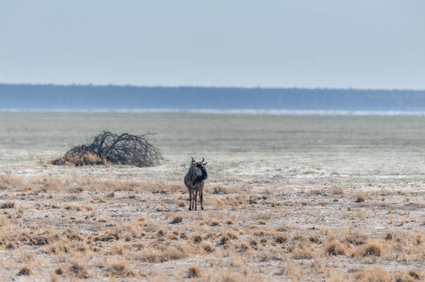 istock One Wildebeest on the Plains of Etosha 1169963504