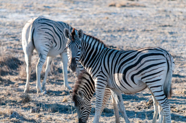 istock Zebras in Etosha National Park. 1169963518