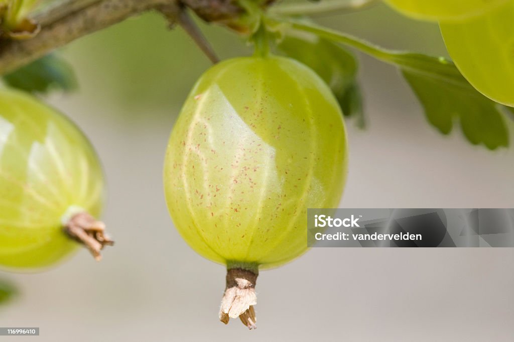 Tomates Groselhas espinhosas - Royalty-free Cor verde Foto de stock