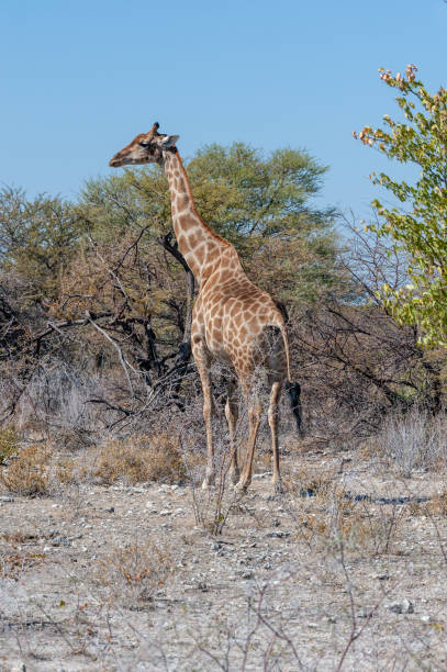 istock Giraffes in Etosha National Park 1169964122