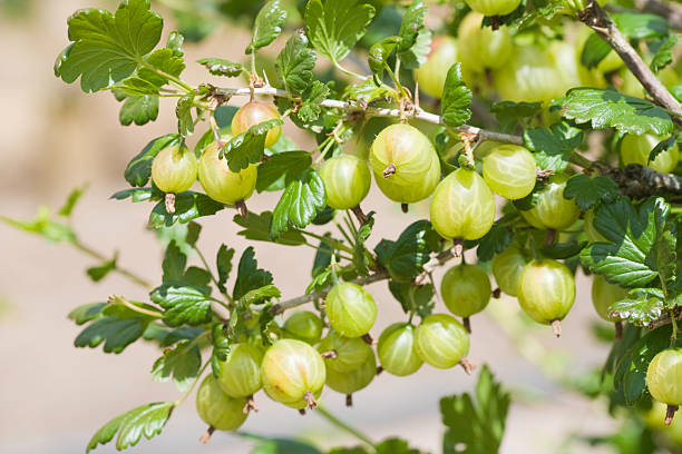 bellezza del fiume gooseberry - gooseberry fruit growth green foto e immagini stock