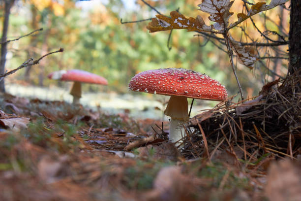 istock Classic red toadstool, Amanita muscaria mushrom in the autumn forest. 1169965313