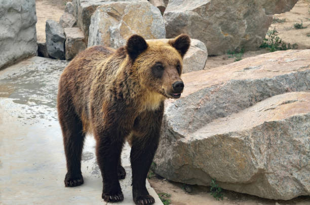 istock Big brown bear walks outdoors, close up 1169968132