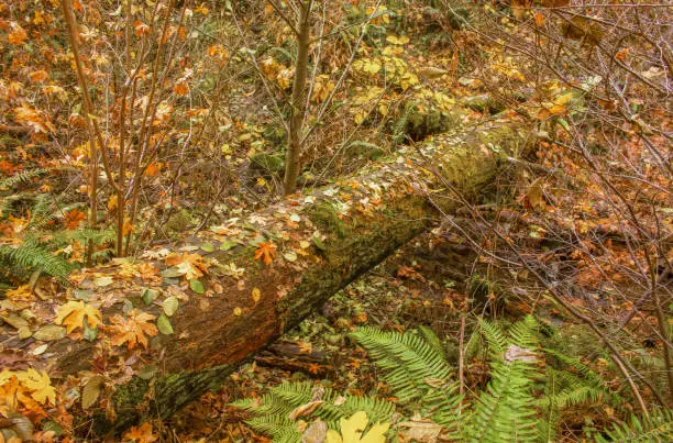 Photo of Colorful fall leaves on large mossy log laying across a ravine in the woods with ferns are bare limbs on a wet day