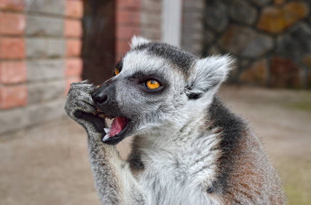 istock Ring-tailed lemur in a zoo close up 1169968188