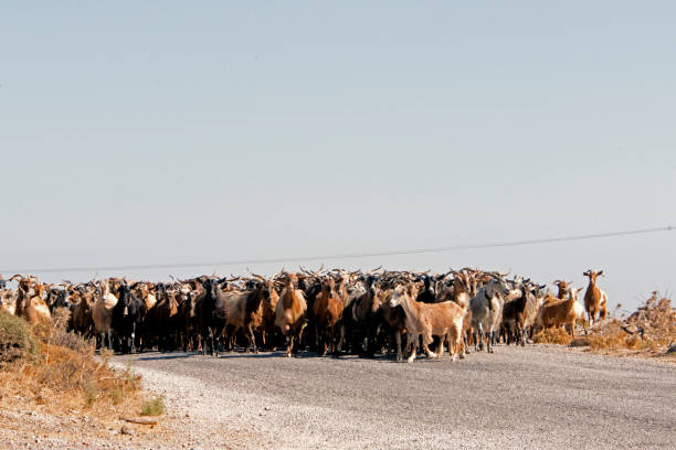 istock Mountain goats in the hill in Patmos, Greece 1169968424