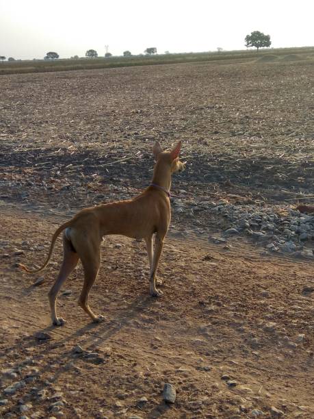 istock chippiparai(kanni) dog with erected ear standing in the field area 1169968438