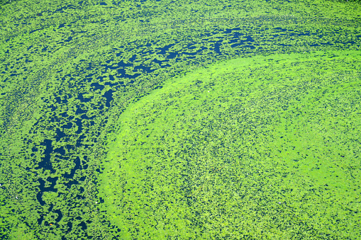 Algae polluted water. film of algae on surface of the water preventing the formation of oxygen and causing death to aquatic organisms
