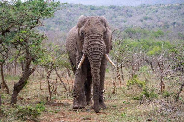 istock Hluhluwe Imfolozi Adventure 1169969890