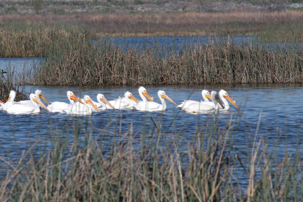 istock A Flock Of Pelicans Swimming 1169970848