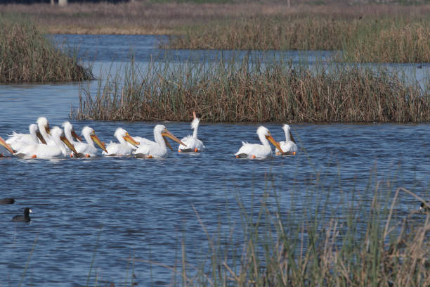 istock Flock Of Pelicans Swimming 1169970889
