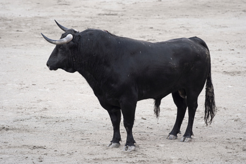 Bull ready for a bullfight