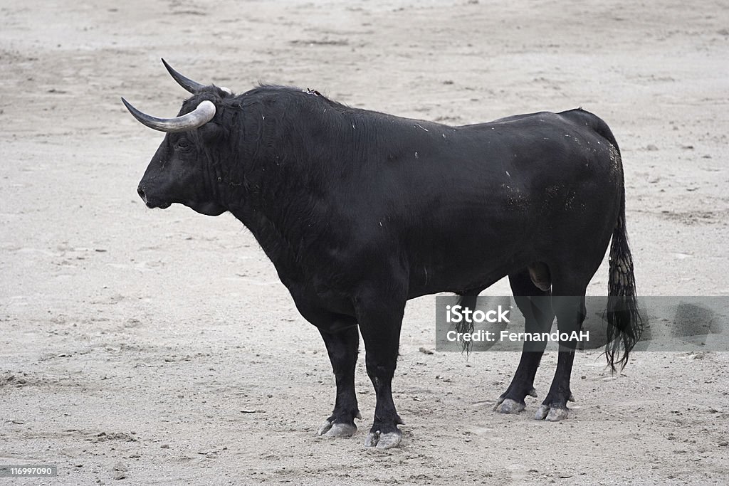 Bull Bull ready for a bullfight Bull - Animal Stock Photo