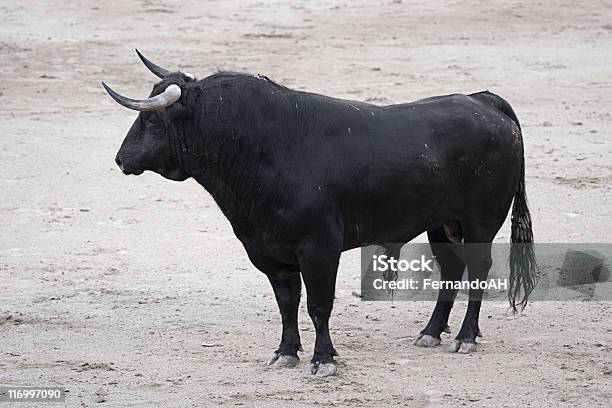 Bull Stock Photo - Download Image Now - Bull - Animal, Las Ventas Bullring, Sand