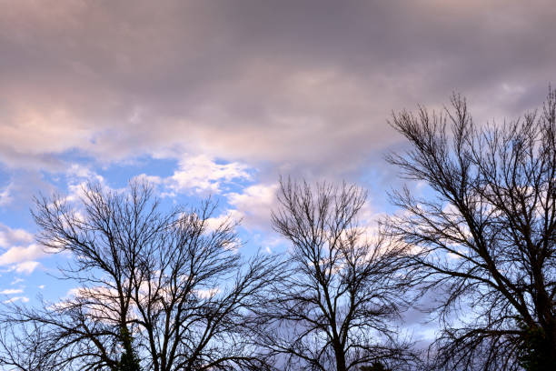 Trees growing along the Mississippi River, outside of Minneapolis. Minnesota, silhouetted against storm clouds from an impending storm.Taken in Minneapolis. Minnesota, USA