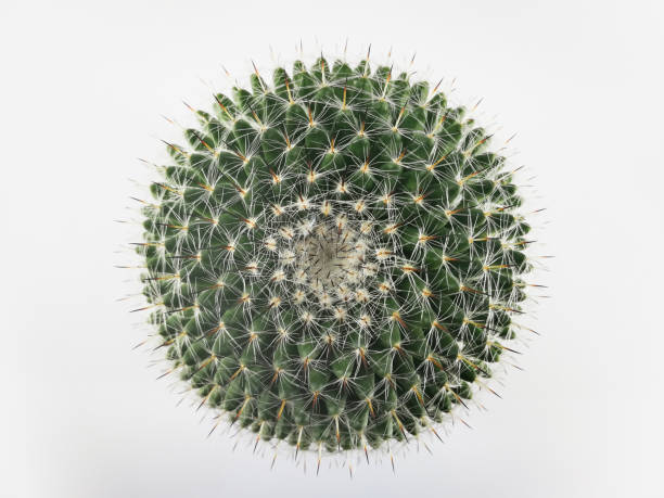 탑 뷰 미니 서클 선인장 아니 작은 냄비 흰색 배경 - cactus thorns 뉴스 사진 이미지