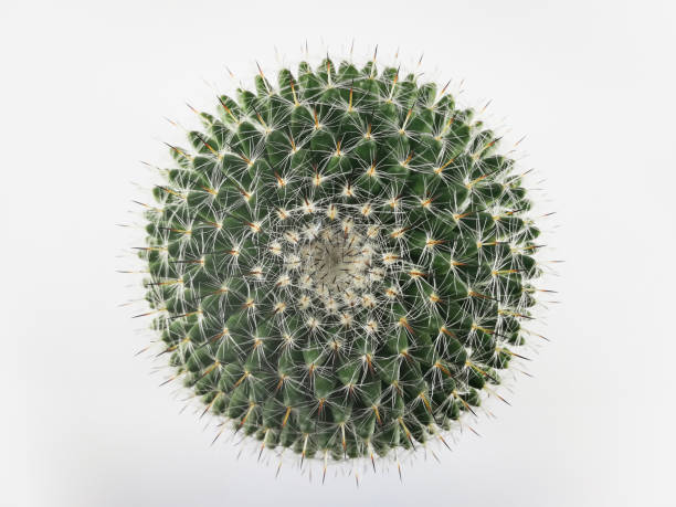 istock Top view mini circle cactus no little pot  white background 1169973720