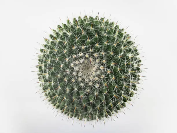 Photo of Top view mini circle cactus no little pot  white background