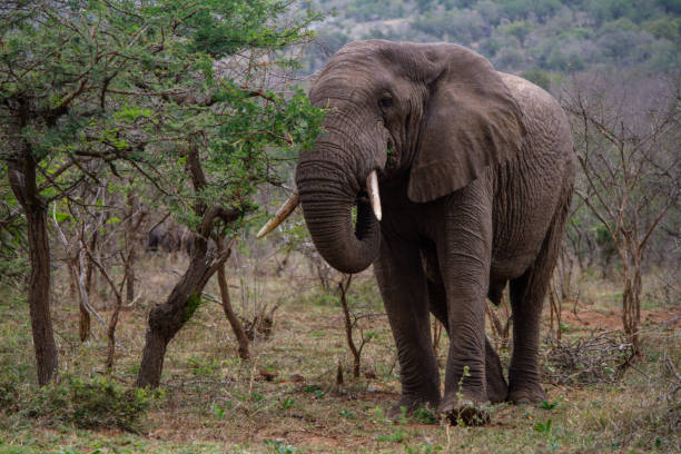 istock Hluhluwe Imfolozi Adventure 1169974608