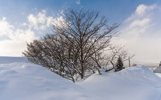 Leafless Tree With Snow Pile