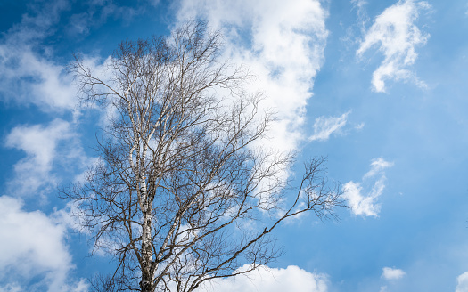 Leafless Tree With Sky Background