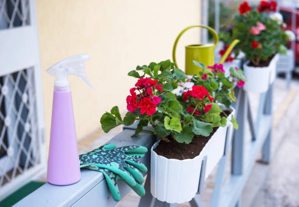 istock Geranium planting flowers in pot 1169975683