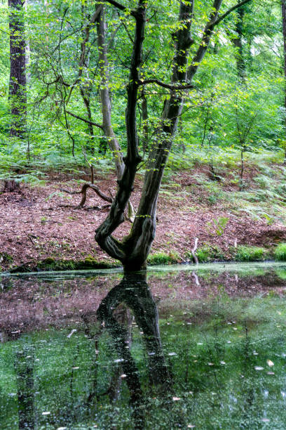 istock Trees standing in water in a german swamp area - Briesetal near Berlin 1169975708