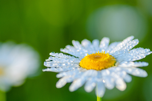 White daisy in the summer light rain at dawn, dew drops on delicate petals with soft focus, free space for text
