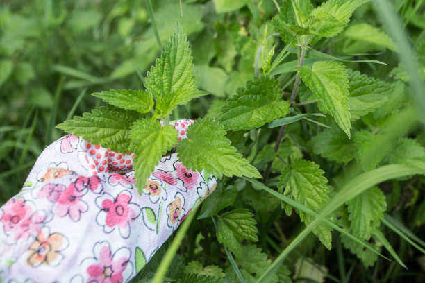 Picking Common Nettle with stinging leaves stock photo