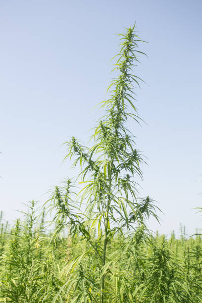 istock Sunny day on the industrial hemp field 1169976805