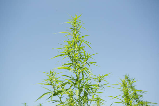 istock Sunny day on the industrial hemp field 1169976842